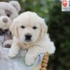 Image of Archie, a Golden Retriever puppy