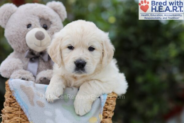 Image of Archie, a Golden Retriever puppy