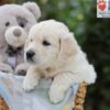 Image of Archie, a Golden Retriever puppy