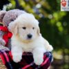 Image of Ariel, a Golden Retriever puppy