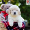 Image of Ariel, a Golden Retriever puppy