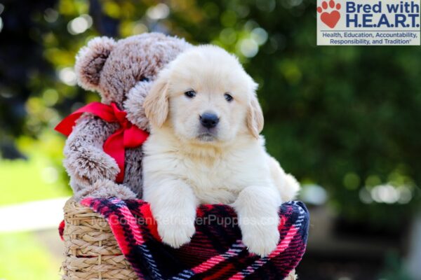 Image of Ariel, a Golden Retriever puppy