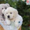 Image of Arlo, a Golden Retriever puppy