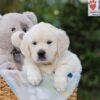 Image of Arlo, a Golden Retriever puppy