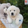 Image of Arlo, a Golden Retriever puppy