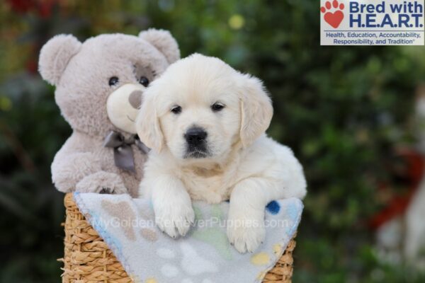 Image of Arlo, a Golden Retriever puppy