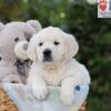 Image of Arlo, a Golden Retriever puppy