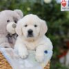 Image of Arlo, a Golden Retriever puppy