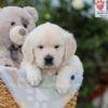 Image of Arlo, a Golden Retriever puppy