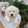 Image of Arlo, a Golden Retriever puppy