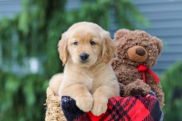 Image of Aspen, a Golden Retriever puppy