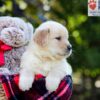 Image of Auggie, a Golden Retriever puppy