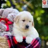 Image of Auggie, a Golden Retriever puppy