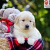 Image of Auggie, a Golden Retriever puppy