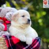 Image of Auggie, a Golden Retriever puppy