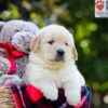 Image of Auggie, a Golden Retriever puppy