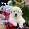 Image of Auggie, a Golden Retriever puppy