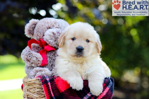 Image of Auggie, a Golden Retriever puppy