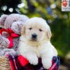 Image of Auggie, a Golden Retriever puppy