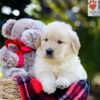 Image of Auggie, a Golden Retriever puppy