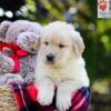 Image of Auggie, a Golden Retriever puppy