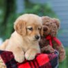 Image of Autumn, a Golden Retriever puppy