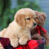 Image of Autumn, a Golden Retriever puppy