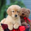 Image of Autumn, a Golden Retriever puppy