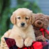 Image of Autumn, a Golden Retriever puppy