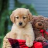 Image of Autumn, a Golden Retriever puppy