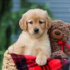 Image of Autumn, a Golden Retriever puppy