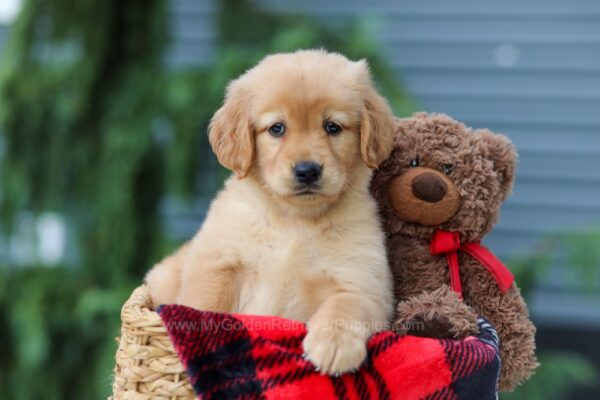 Image of Autumn, a Golden Retriever puppy