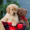 Image of Autumn, a Golden Retriever puppy