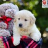 Image of Ava, a Golden Retriever puppy