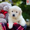 Image of Ava, a Golden Retriever puppy