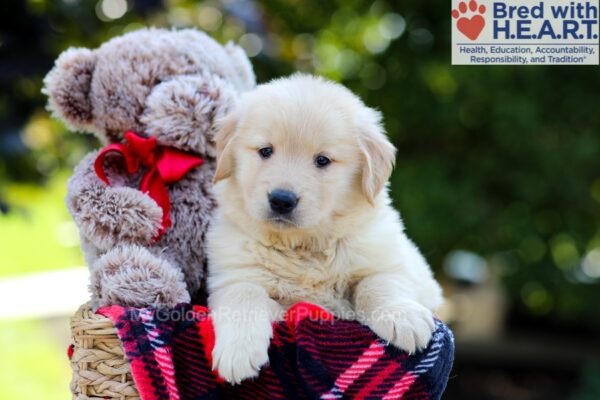 Image of Ava, a Golden Retriever puppy