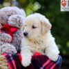 Image of Ava, a Golden Retriever puppy