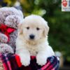 Image of Ava, a Golden Retriever puppy