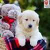 Image of Ava, a Golden Retriever puppy