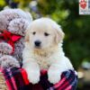 Image of Ava, a Golden Retriever puppy