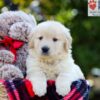 Image of Ava, a Golden Retriever puppy