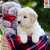 Image of Ava, a Golden Retriever puppy