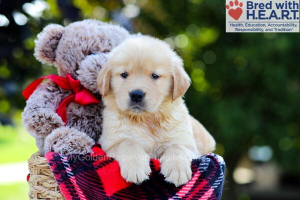 Image of Axel, a Golden Retriever puppy