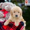 Image of Belle, a Golden Retriever puppy