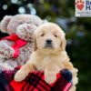 Image of Belle, a Golden Retriever puppy