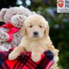 Image of Belle, a Golden Retriever puppy