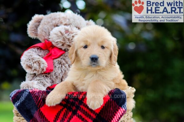 Image of Belle, a Golden Retriever puppy