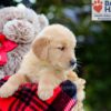 Image of Belle, a Golden Retriever puppy