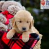 Image of Belle, a Golden Retriever puppy