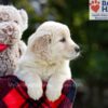 Image of Bianca, a Golden Retriever puppy